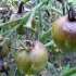 Jak przetwarzać pomidory z phytophthora w szklarni